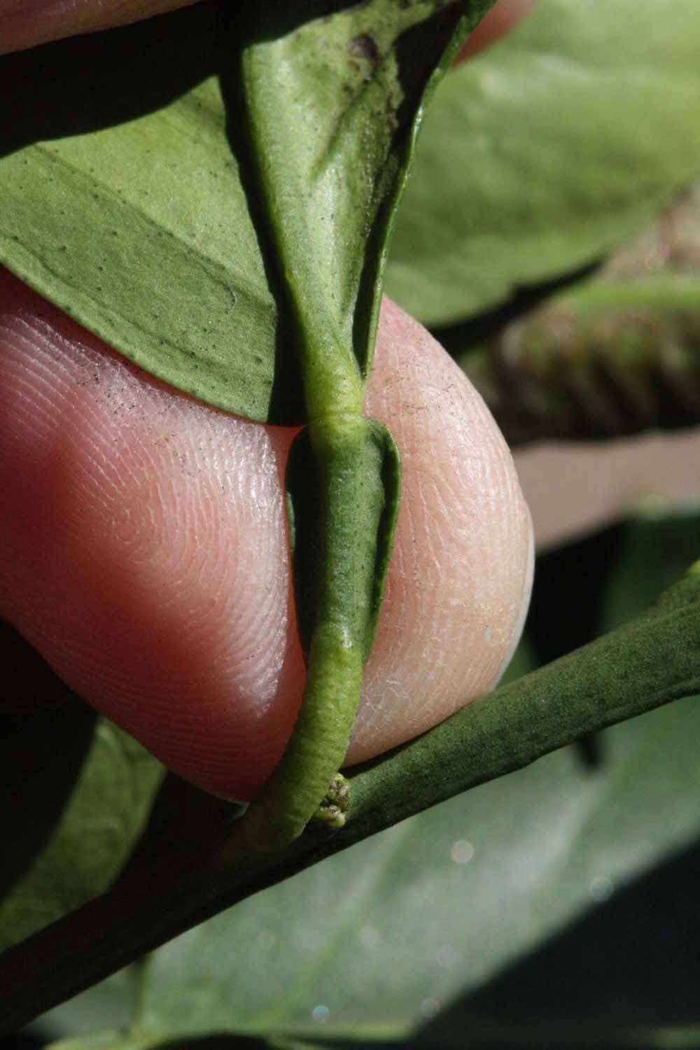              Petiole (Riverside, CA)       